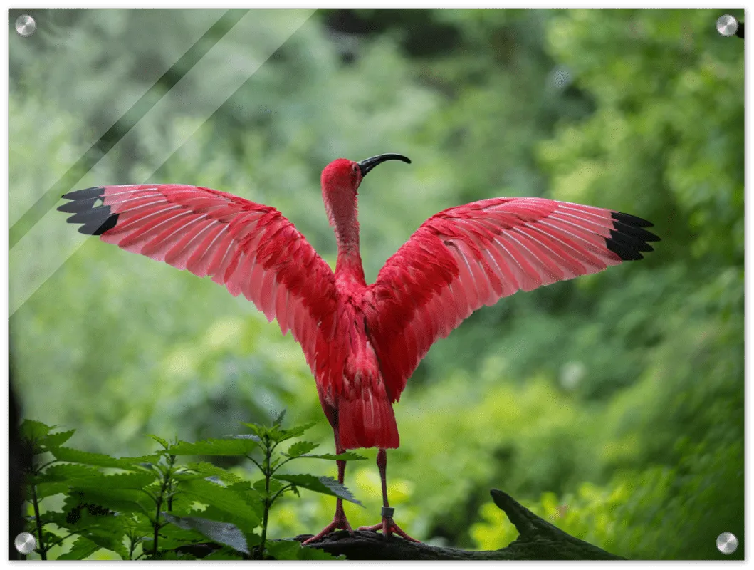 Pink Bird - Print